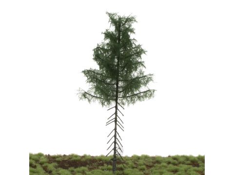 Silhouette Nordic fir high trunk - Summer - 17-22cm (277-52)