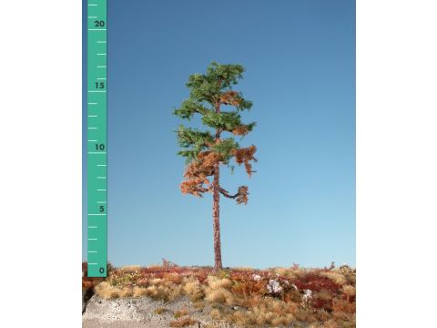 Silhouette Weathered forest pine - Summer - 1 (ca. 10-13cm) (270-16)