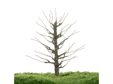Unique Pear tree - Trunk - 12-16cm (81-0228-01)