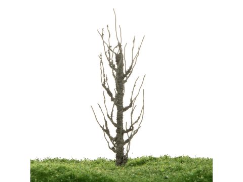 Unique Lombardy poplar - Trunk - 12-16cm (81-0213-01)