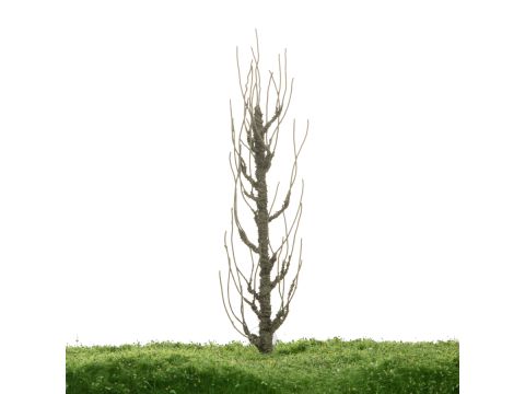 Unique Lombardy poplar - Trunk - 17-22cm (81-0213-02)