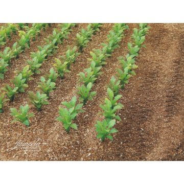 Juweela SUGAR BEET PLANTS - GREEN -  - 1 / 1:32 (JW23386)