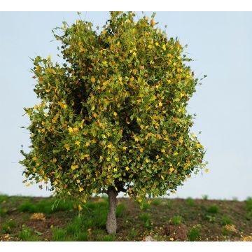 Silhouette Chestnut - Early Fall - 10-13 cm - H0 / TT (291-43)