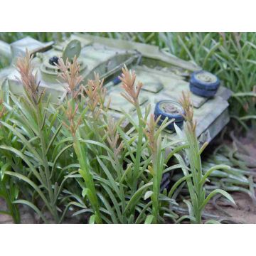 Juweela MAIZE PLANTS - LIGHT BROWN - 10.00 x 5.40 x 0.20 cm - 1 / 1:32 (JW23289)