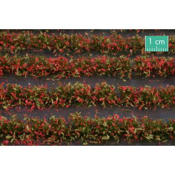 Mininatur Flower field strips - Red - ca. 42cm - H0 / TT (767-23S)