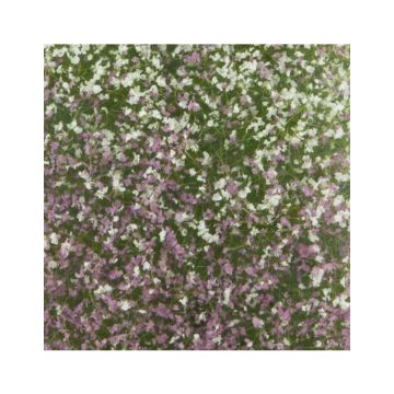 Mininatur Blossom tufts - Early fall - ca 7,5 x 4 cm - 1:45+ (726-33MS)