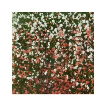Mininatur Blossom tufts - Summer - ca 7,5 x 4 cm - 1:45+ (726-32MS)