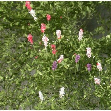 Mininatur Lupines - Summer - ca. 4x4cm - H0 / TT (999-22S)