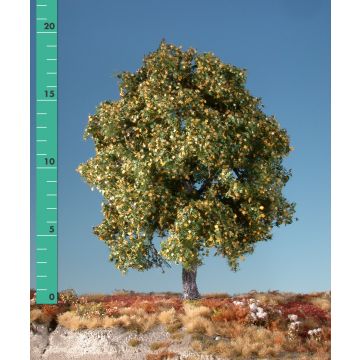 Silhouette Maple - Early fall - 1 (ca. 10-13cm) - N / Z (230-13)