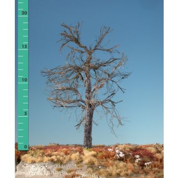 Silhouette Maple - Barren - 1 (ca. 10-13cm) (230-10)