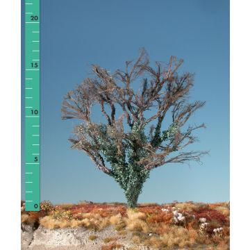 Silhouette Maple overgrown with ivy - Barren - 2 (ca. 15-20cm) (231-20)