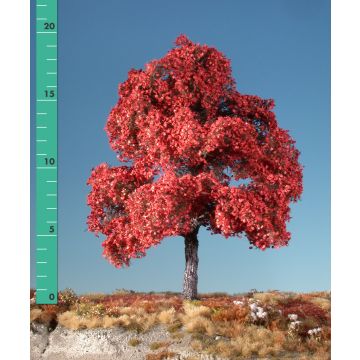 Silhouette Maple - Late fall (red) - 3 (ca. 22-29cm) (230-35)
