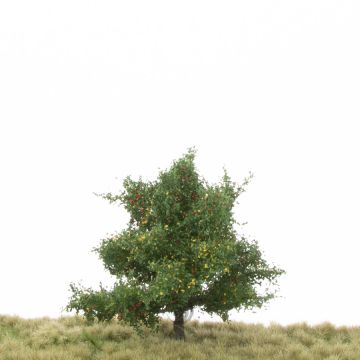 Silhouette Appletree - Early fall - 1 (ca. 12-16cm) (226-43)