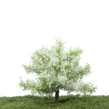 Silhouette Appletree - Summer - 0 (< ca. 8cm) (226-62)