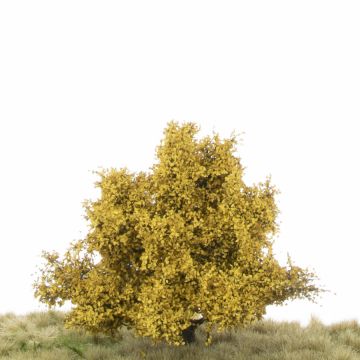 Silhouette Appletree - Late fall - 1 (ca. 12-16cm) (226-44)