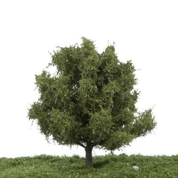 Silhouette Pear tree - Summer - 12-16cm (228-42)