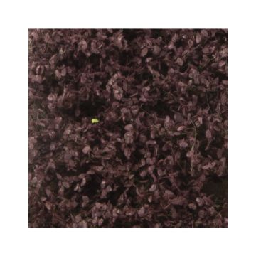 Silhouette Beech foliage - Summer - ca. 15x4cm - H0 / TT (922-22S)