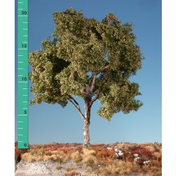 Silhouette Beech - Early fall - 3 (ca. 22-29cm) - 1:45+ (220-33)