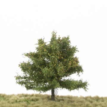 Silhouette Beech - Early fall - 12-16cm (220-43)