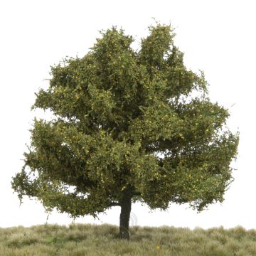 Silhouette Beech - Early fall - 17-22cm (220-53)