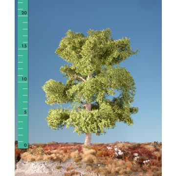Silhouette Beech - Spring - 0 (< ca. 8cm) (120-01)
