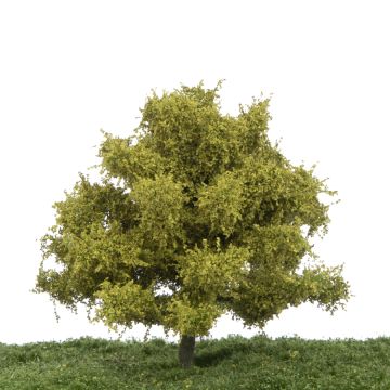 Silhouette Beech - Spring - 12-16cm (220-41)