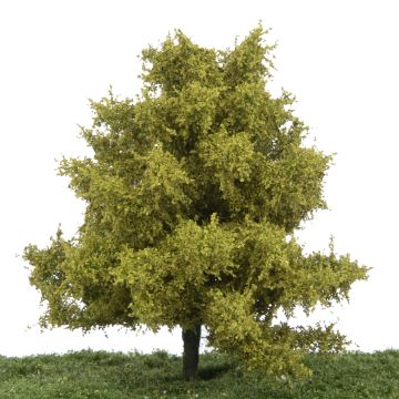 Silhouette Beech - Spring - 17-22cm (220-51)