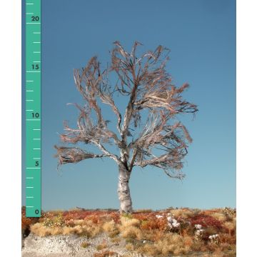 Silhouette Beech - Barren - 1 (ca. 10-13cm) (220-10)