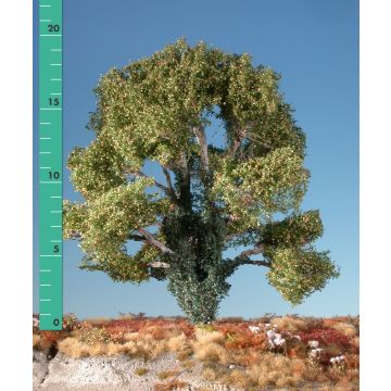 Silhouette Beech overgrown with ivy - Early fall - 2 (ca. 15-20cm) - H0 / TT (221-23)