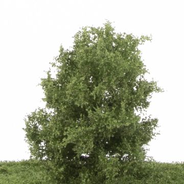 Silhouette Beech - Summer - 12-16cm (220-42)