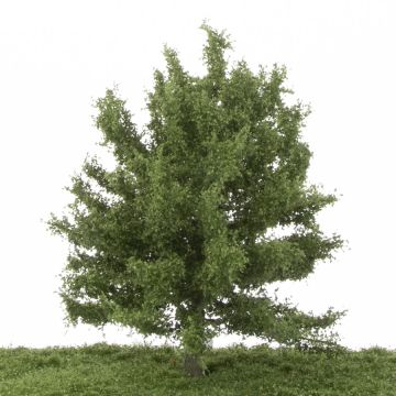 Silhouette Beech - Summer - 17-22cm (220-52)