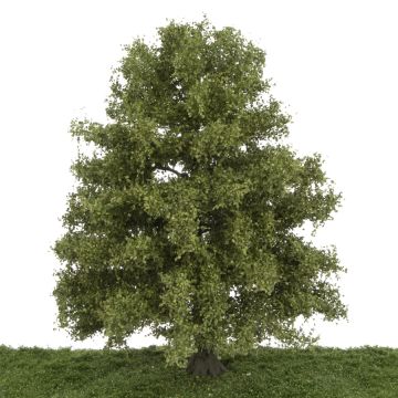 Silhouette Beech - Summer - 35-39cm (320-003-2)