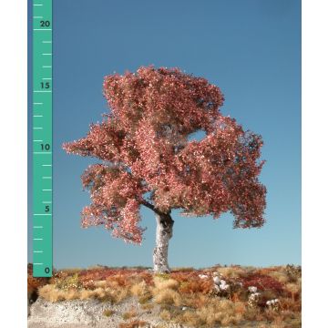 Silhouette Beech - Late fall - 0 (< ca. 8cm) (120-04)