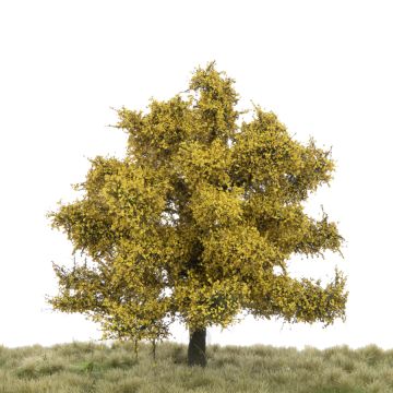 Silhouette Beech - Late fall - 12-16cm (220-44)