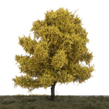 Silhouette Beech - Late fall - 17-22cm (220-54)