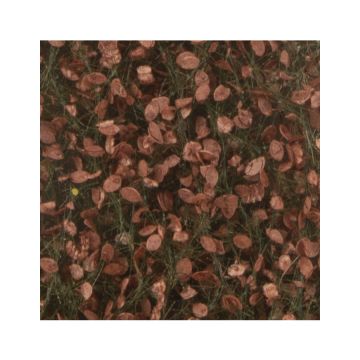 Silhouette Beech foliage - Late fall - ca. 27x16,5cm - 1:45+ (920-34)