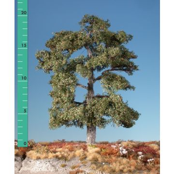 Silhouette Oak - Early fall - ca. 68cm (380-53)