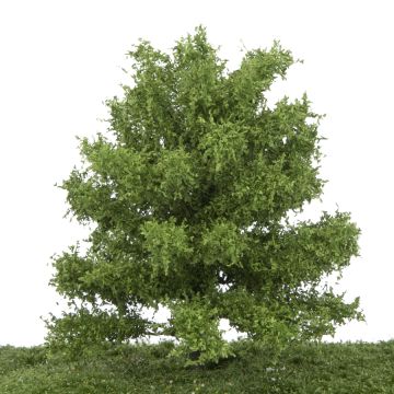 Silhouette Oak - Spring - 0 (< ca. 8cm) (280-61)