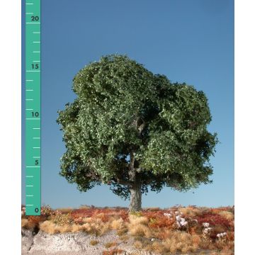 Silhouette Oak - Summer - 3 (ca. 22-29cm) - 1:45+ (280-32)