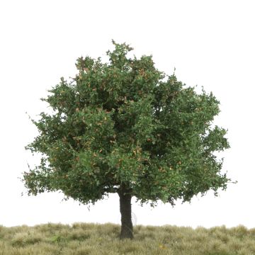 Silhouette Oak - Early fall - 12-16cm (280-43)