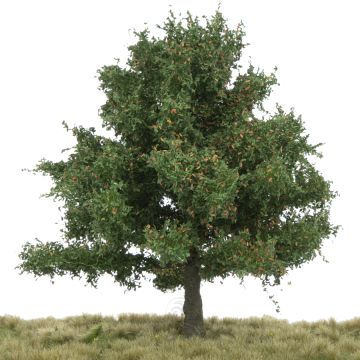 Silhouette Oak - Early fall - 17-22cm (280-53)