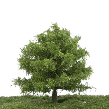 Silhouette Oak - Spring - 12-16cm (280-41)
