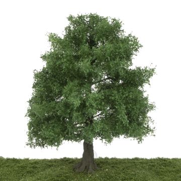 Silhouette Oak - Spring - 30-34cm (381-002-1)