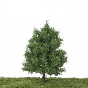 Silhouette Oak - Summer - 17-22cm (280-52)