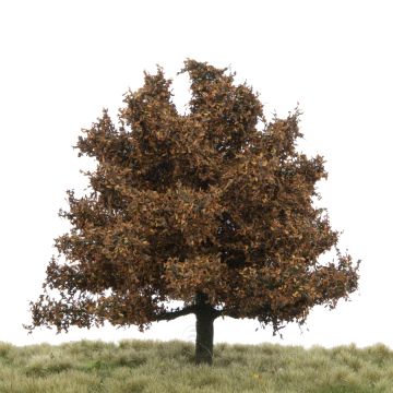 Silhouette Oak - Late fall - 12-16cm (280-44)