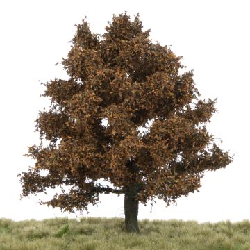 Silhouette Oak - Late fall - 17-22cm (280-54)