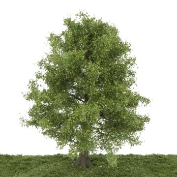 Silhouette Ash tree - Early fall - 25-29cm (341-001-3)