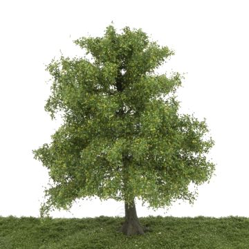 Silhouette Ash tree - Spring - 25-29cm (341-001-1)