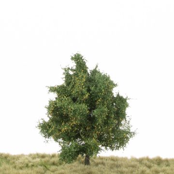 Silhouette Aspen - Early fall - 12-16cm (215-43)