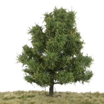 Silhouette Aspen - Early fall - 17-22cm (215-53)